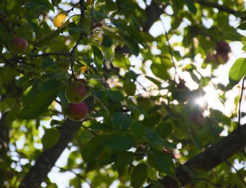 Death And Adam And Eve