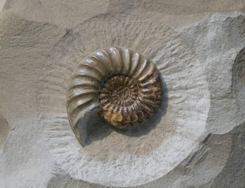Why Would God Put Fossils on the Earth?