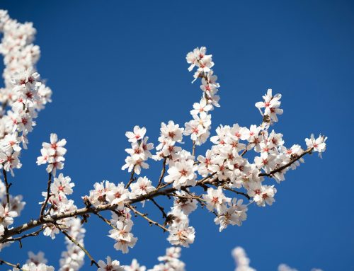 Jesus Return In Disciples Lifetime